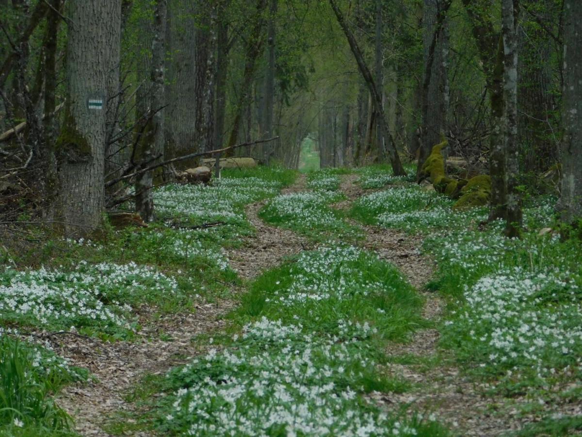 Wejmutka, Bialowieza Apartamento Exterior foto