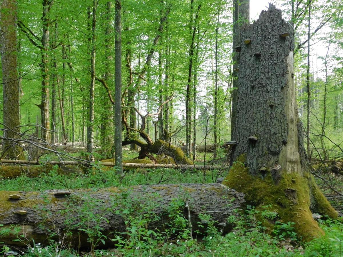 Wejmutka, Bialowieza Apartamento Exterior foto